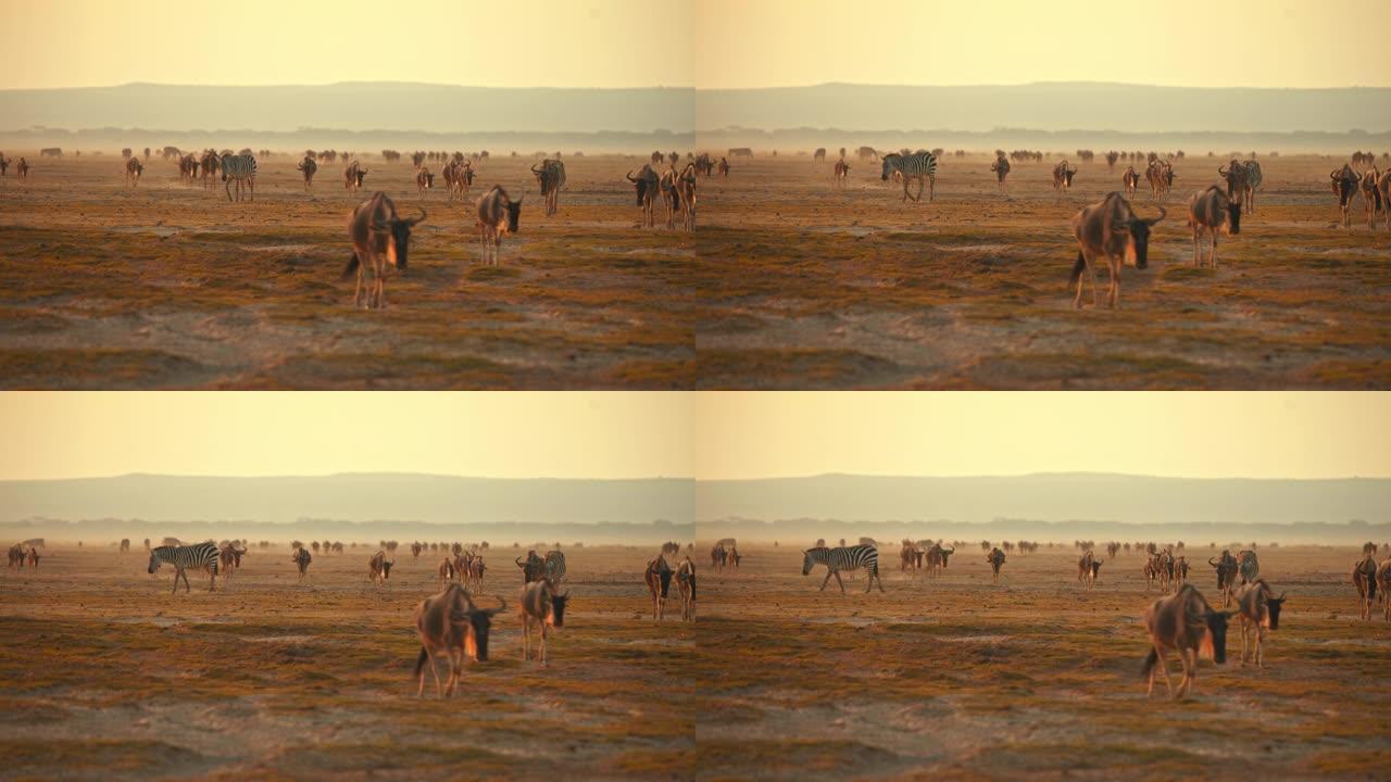 经过漫长的炎热天气后，成群的牛羚和一只孤独的斑马在热带草原上迁徙。纪录片