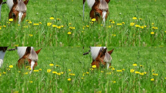 草地上放牧的马