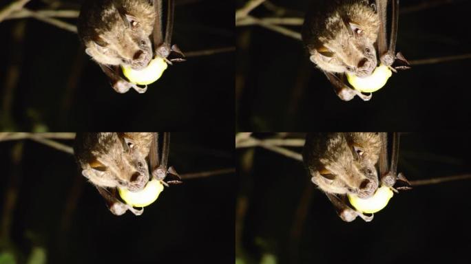 蝙蝠倒挂，吃新鲜水果。稀有动物的夜景。在哥斯达黎加的野生动物中观看动物