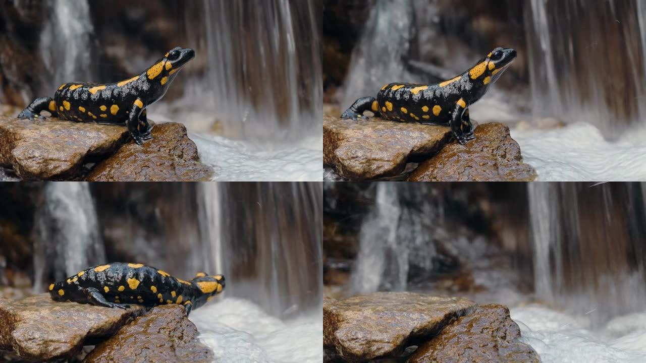 背景中流淌的瀑布在岩石上的火蜥蜴的特写镜头