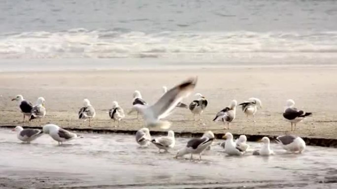 海滩上的海鸥