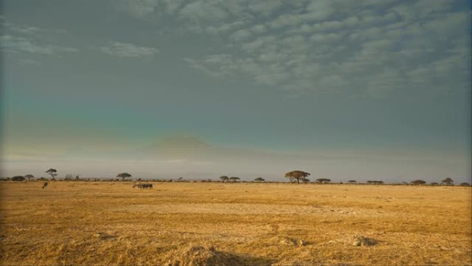 肯尼亚安博塞利国家公园前面有金色的草和遥远的树木和牛羚放牧的宁静景观