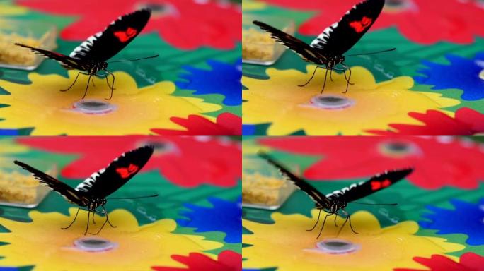 彩色板上的黑色和红色斑点蝴蝶
