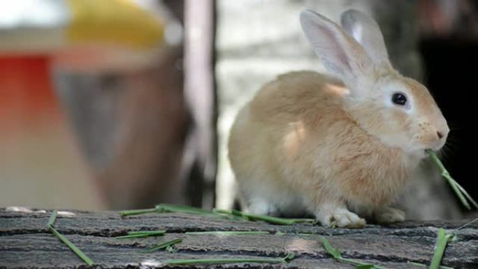 兔子兔子吃绿草