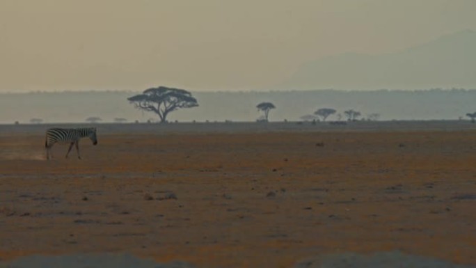 日落时，斑马在树木环绕的自然栖息地中行走，地平线上的山脉，肯尼亚安博塞利国家公园