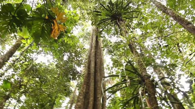 热带雨林中的巨树