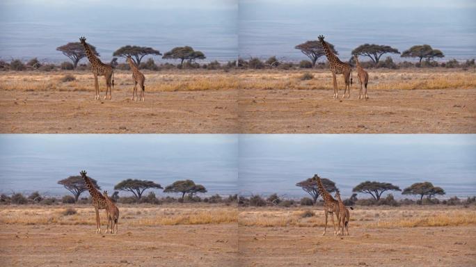 肯尼亚安博塞利国家公园，两只长颈鹿高高站在大草原上