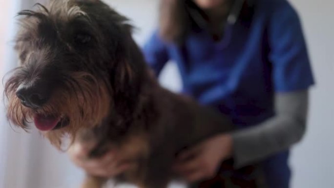 私立医院内检查狗的兽医护士-专注于兽医