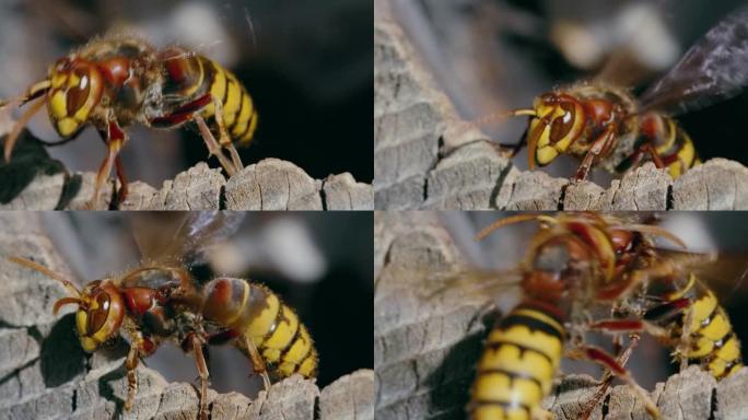 欧洲马蜂窝昆虫的微距镜头，眼睛从巢中伸出并飞翔