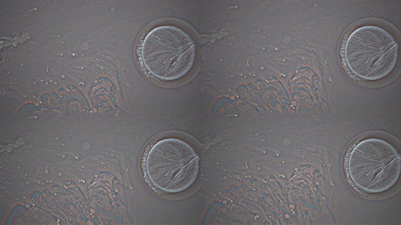 通过显微镜观察到的受感染的人类细胞背景