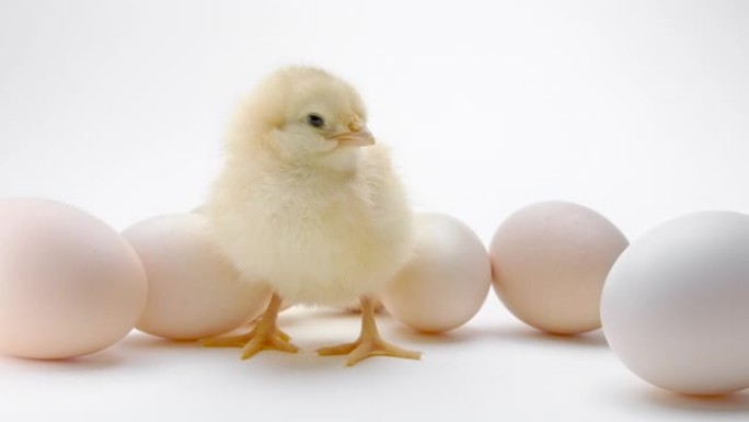 鸡蛋中未孵化的鸡中的新生小鸡。小宝贝叫母鸡妈妈，孤立在白色背景上。传统鸟类的概念，春季庆典。复活节快