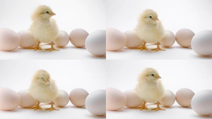 鸡蛋中未孵化的鸡中的新生小鸡。小宝贝叫母鸡妈妈，孤立在白色背景上。传统鸟类的概念，春季庆典。复活节快