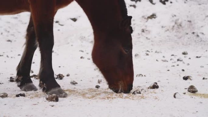 饥饿的海湾马在寒冷的雪中吃鼻子变脏的食物
