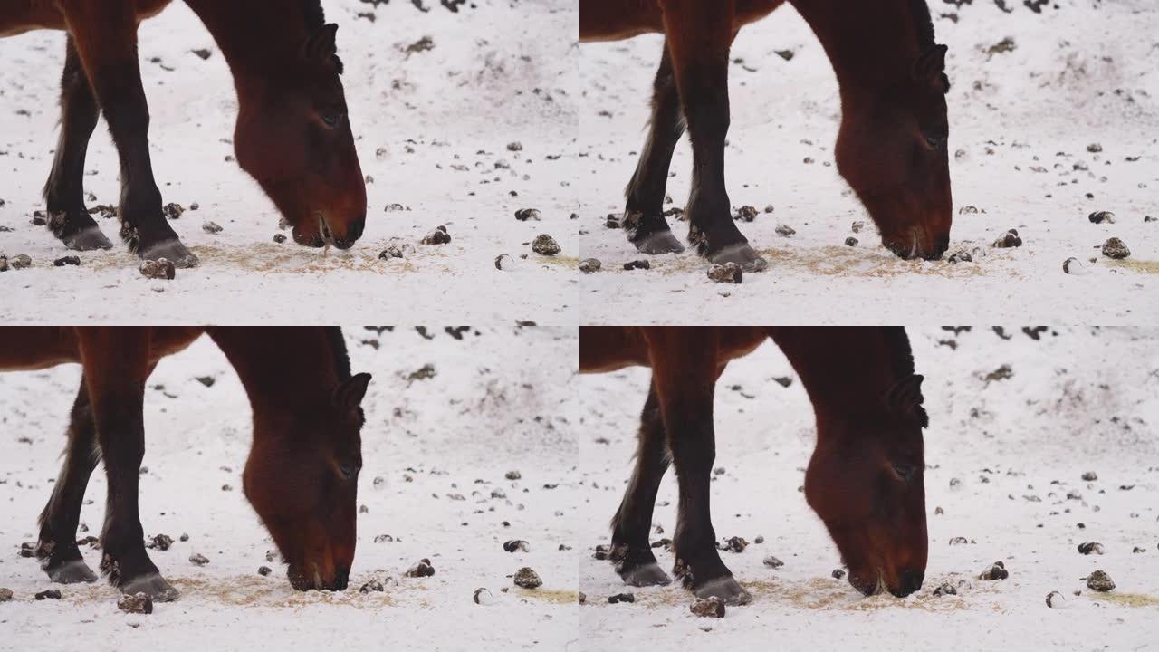 饥饿的海湾马在寒冷的雪中吃鼻子变脏的食物