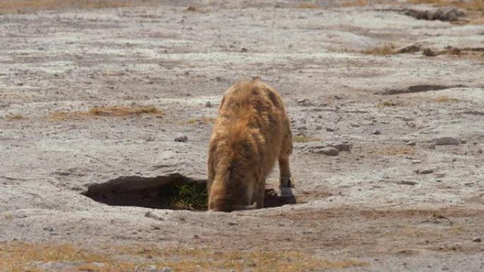 鬣狗的母亲将幼崽带回了一个浅洞的安全处。纪录片