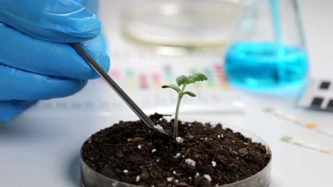 科学家在实验室用土壤为绿色植物添加补充肥料