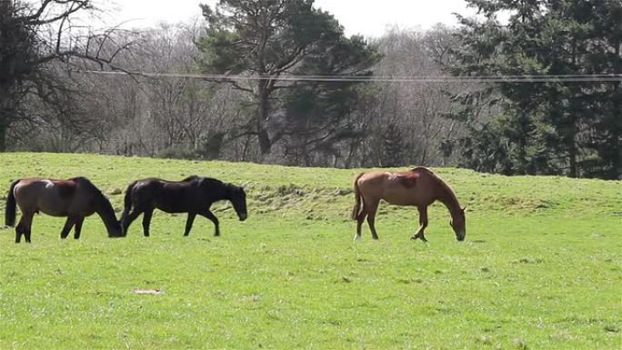 三匹马在草地上轻轻行走-3匹深棕色黑色动物马