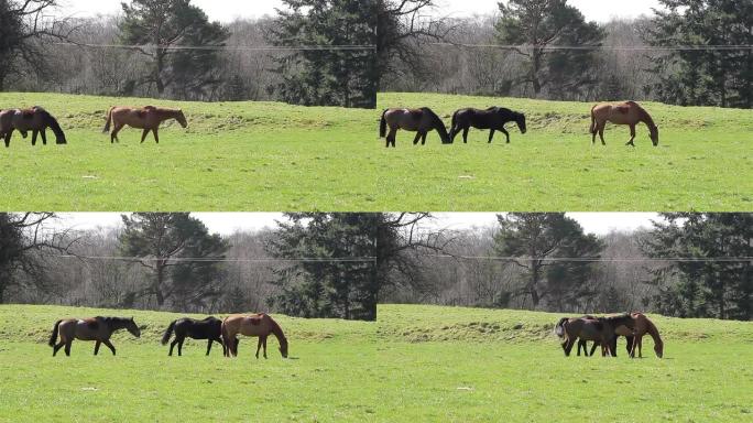 三匹马在草地上轻轻行走-3匹深棕色黑色动物马