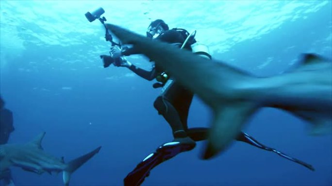 海洋黑鳍鲨的近距离拍摄，水下拍摄
