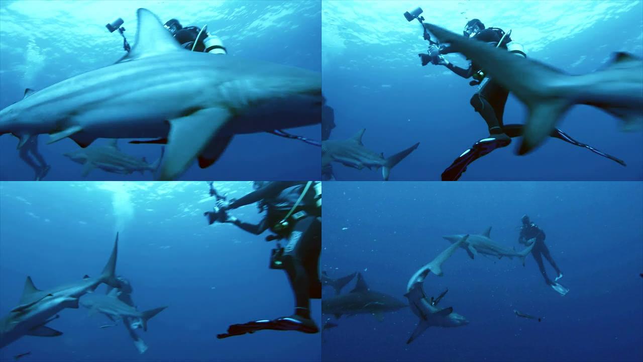 海洋黑鳍鲨的近距离拍摄，水下拍摄