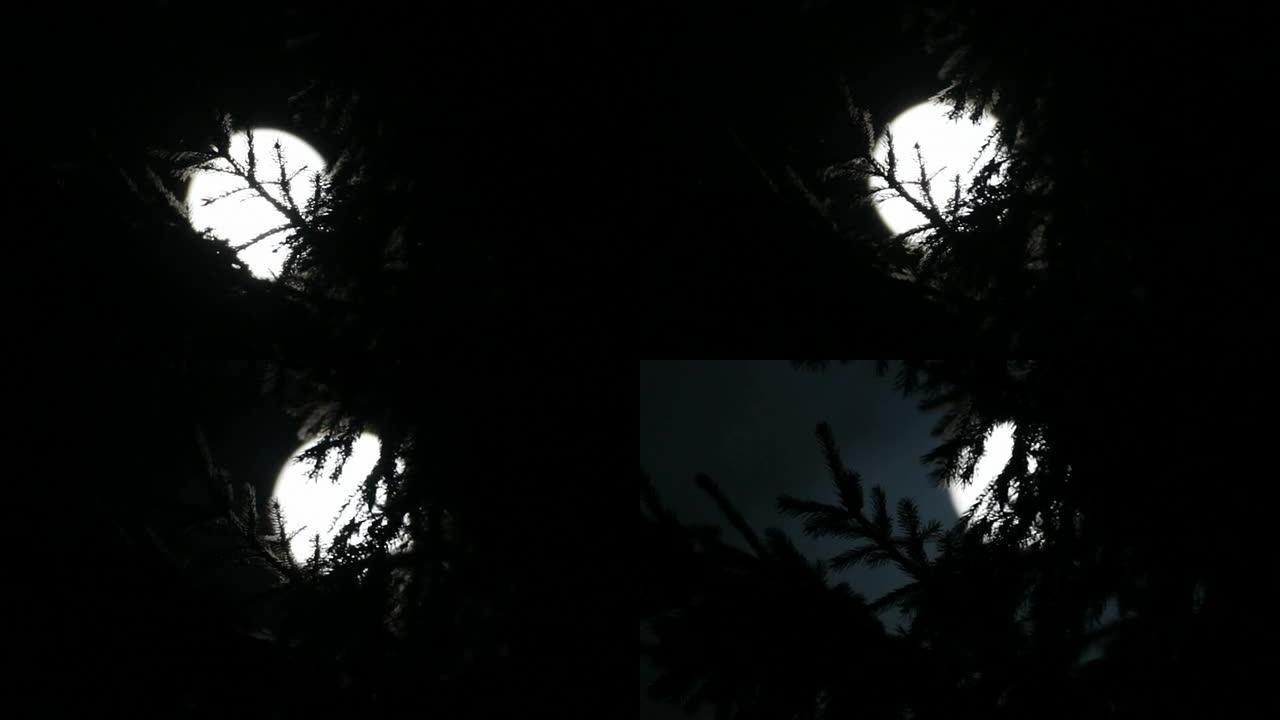 夜杉和月亮在云层之间的时间流逝
