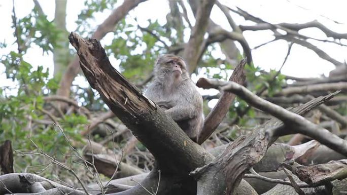 树上的猴子看着风景 -- 阿尔及利亚和摩洛哥的巴巴里猕猴