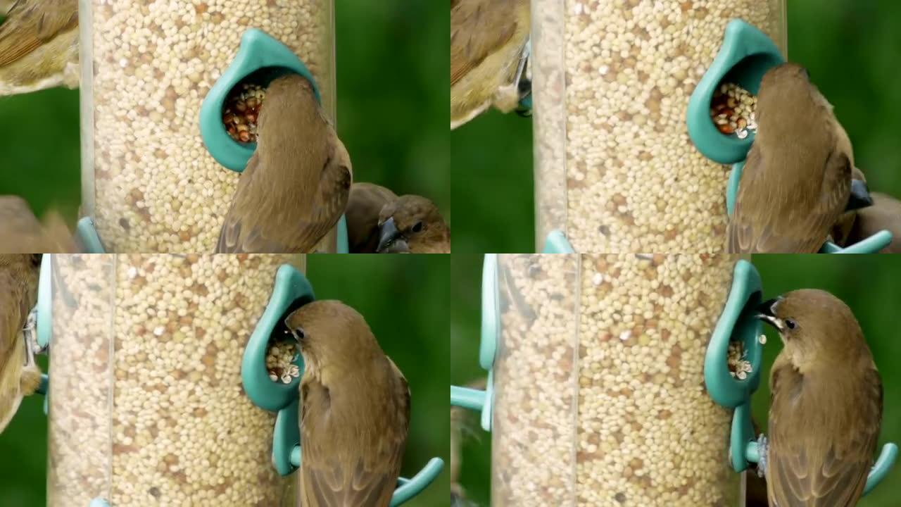 穆尼亚雀吃种子 (HD)