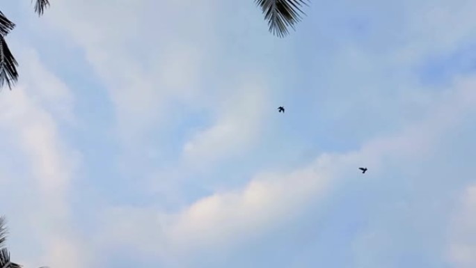 一群归巢的鸽子在白色多云的天空中飞行。