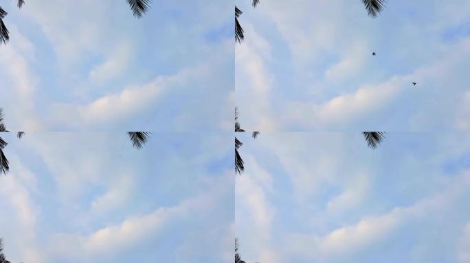 一群归巢的鸽子在白色多云的天空中飞行。