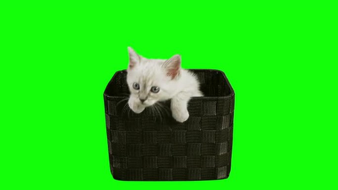 盒子里的小猫绿屏 (高清)