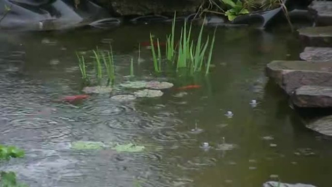 雨