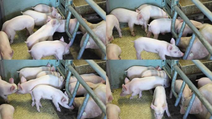 猪肉农场的母猪仔猪