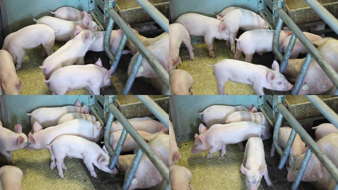 猪肉农场的母猪仔猪