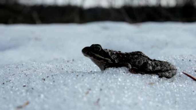 青蛙在雪地里呼吸