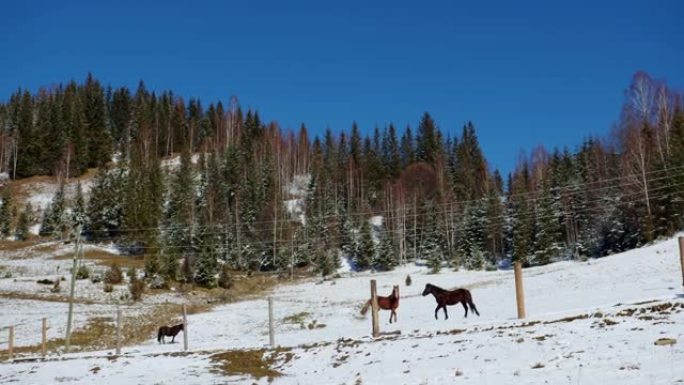 三匹马在山上的雪地里奔跑，背景是绿色的白雪覆盖的圣诞树。山里的野马。输电线路。晴天