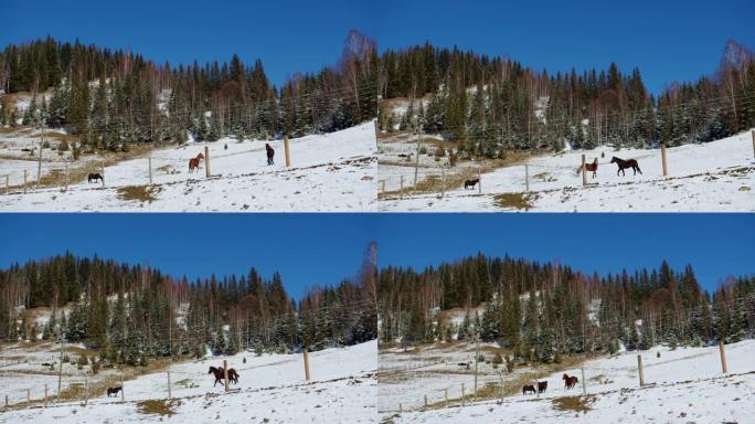 三匹马在山上的雪地里奔跑，背景是绿色的白雪覆盖的圣诞树。山里的野马。输电线路。晴天