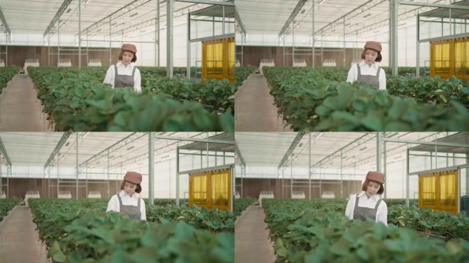 迷人的年轻亚洲妇女在温室里采摘草莓。有机。健康的生活方式。可持续的生活方式。