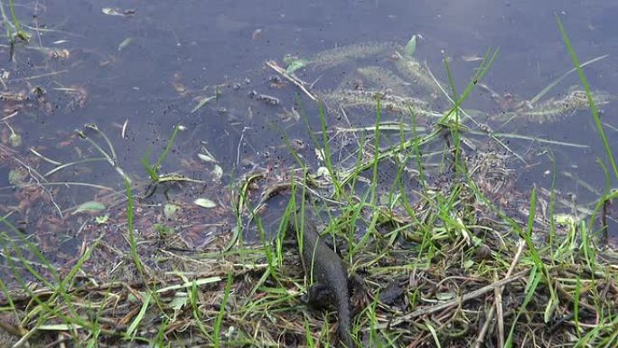 大凤头new (Triturus cristatus) 产卵到池塘水