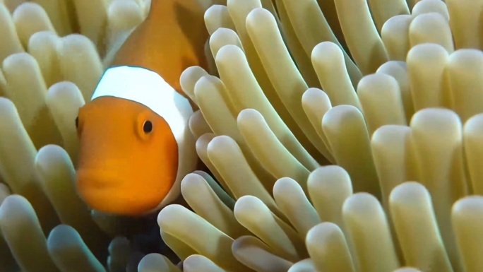 小丑鱼海底珊瑚