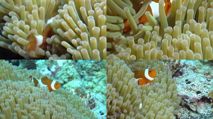 小丑鱼海底珊瑚