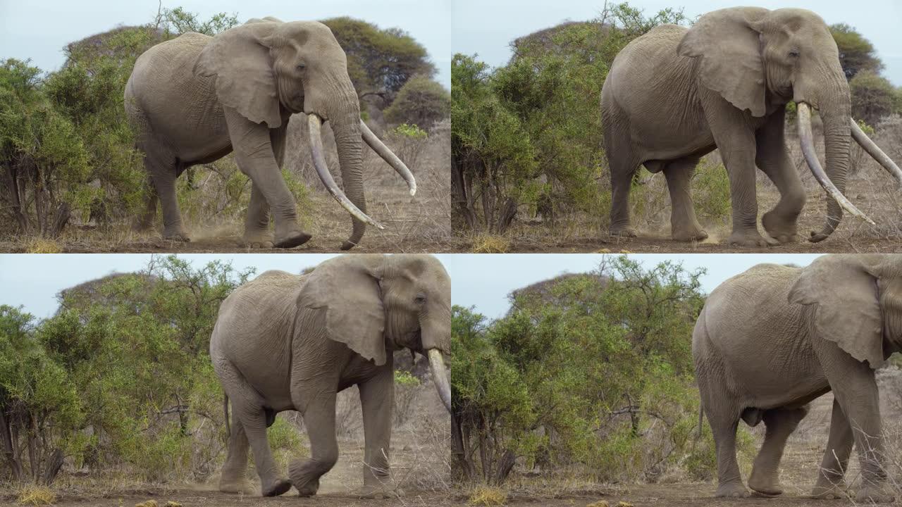 慢动作大象从绿色灌木丛后面出现，在宁静的风景中向右侧走去。象牙最大的大象。安博塞利国家公园，肯尼亚