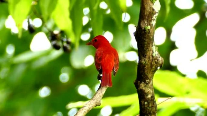 夏天的塔纳格 (Piranga Rubra) 栖息在树枝上时发声