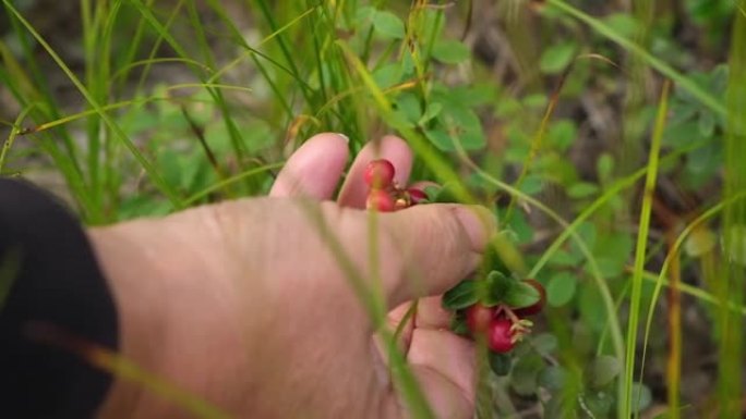 一个女人在野生森林里收集小红莓。在森林里采摘红色小红莓特写镜头。