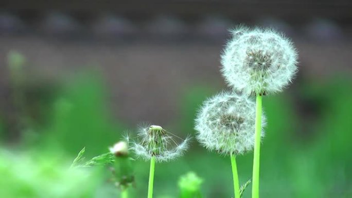 脱花蒲公英