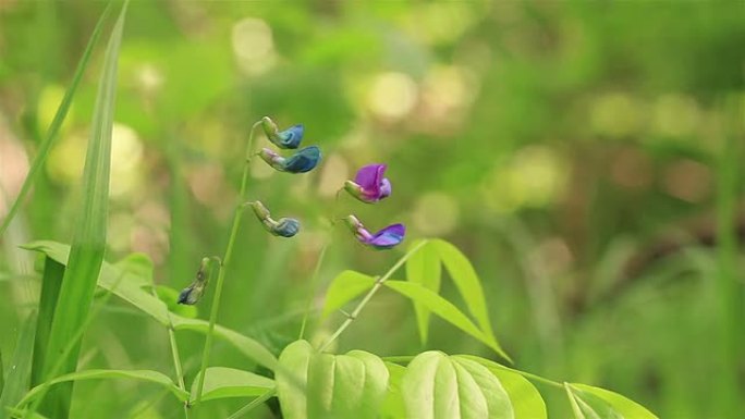 两朵明亮的草原花