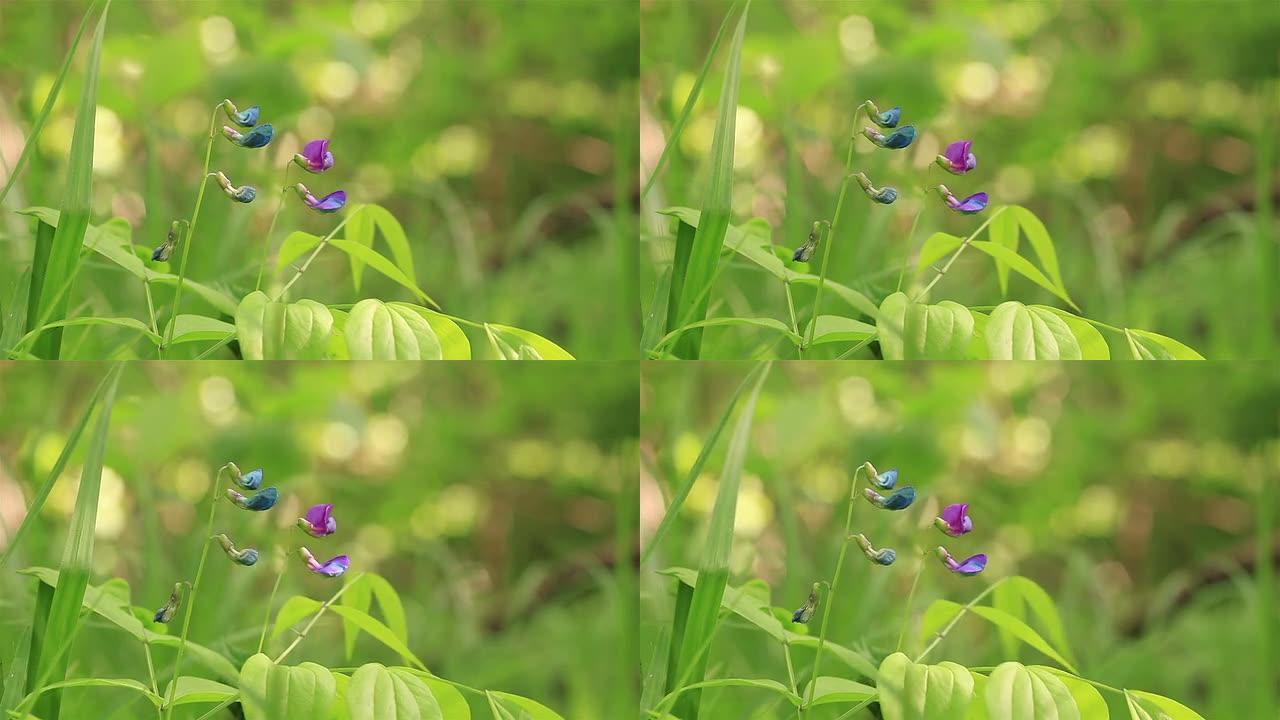 两朵明亮的草原花