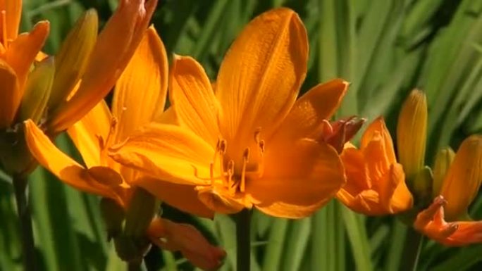 黄花菜 (Hemerocallis middendorffii) 二