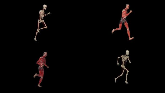 骨架运行变形为人类，循环，黑色