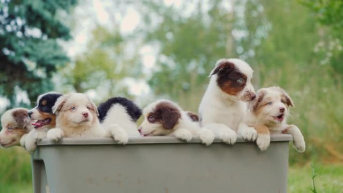 一群无忧无虑的小狗从花园里的篮子里窥视