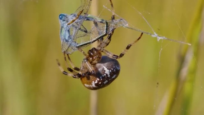 四只斑点球织布蜘蛛 (Araneus Quadratus) 狩猎Lestes sponsa的特写镜头